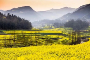 【春节特推-中都油菜花+暖春马湖】2月12日、14日出发2日游，摄影五万亩金黄色的油菜花梯田，打卡小泸沽湖的秀丽风景！