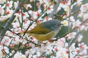 【2月16日-大邑乌梅花谷】抓住成都小林芝盛花期，摄影雁鹅坪八公里乌梅花，打卡金灿灿油菜花！