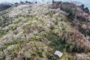 【元宵节特惠-成都经典春游花海穿越】春风十里，乌梅花+菜子花+李子花苞已绽放，从鹤鸣山穿越至大坪山顶！