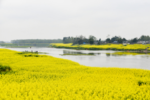 【2月25日-摄影小江南菜子花】摄影伴花海，吹花送远香！