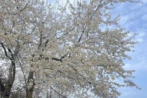 【3月9日-樱桃花盛花期】从樱桃山徒步至官帽山，摄影漫山遍野的樱桃花，挖野菜采摘美味耙耙柑！