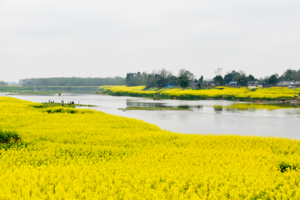 【3月10日-花海中的趣味野炊】徒步穿越小江南菜子花海，在春日阳光下野炊！