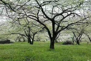 【3月16日亲子主题-李子花+柴火野炊+折耳根】穿越大坪山李子花海，体验柴火野炊，采摘折耳根，大自然的乐趣收获满满！