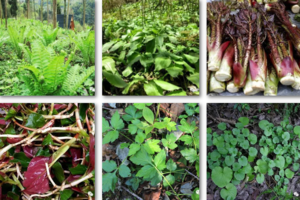 【3月17日-原始森林野菜采摘】折耳根、野葱、水芹菜、石岩菜、棉花草，金凤山原始森林徒步采野，小众治愈之旅！