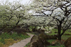 【3月24日亲子主题-李子花+柴火野炊+折耳根】穿越大坪山李子花海，体验柴火野炊，采摘折耳根，大自然的乐趣收获满满！