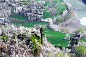 【金川梨花2日游】一夜春风醉川西，动人心魄的人间仙海！