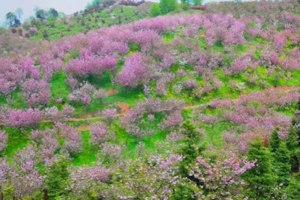 【3月31日-樱花盛宴+野菜】应春天的邀约，赴一场浪漫的樱花盛宴，采挖樱花树下的野菜！