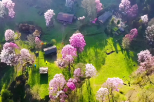 【清明2日游-藏王寨辛夷花】美丽壮观的辛夷花，小众驴友线路，多次荣登《国家地理》杂志！