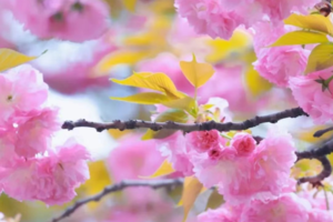 【4月4日假期特惠-樱花盛宴+野菜】应春天的邀约，赴一场浪漫的樱花盛宴，采挖樱花树下的野菜！