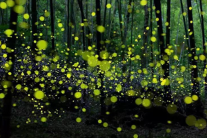 【4月5日-青神萤火虫迷幻森林】摄影浪漫的竹里萤光，探访伟大诗人求学和初恋地中岩寺！