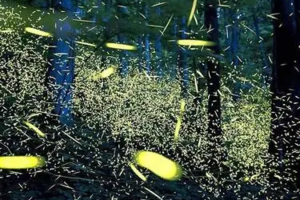 【4月13日-青神萤火虫】摄影浪漫的竹里萤光，徒步萤火虫照亮的迷幻森林，探访伟大诗人求学和初恋地中岩寺！