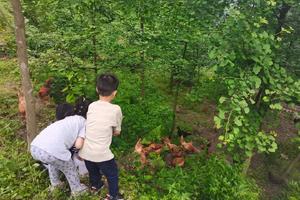 【4月14日-大熊猫自然保护区】踏青青城山大熊猫自然保护区，放羊子+喂兔子+捡鸡蛋+摘野菜+挖竹笋+采山茶！