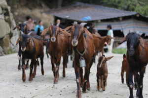 【4月20日亲子-大熊猫自然保护区】喂兔子+放羊子+捡鸡蛋+采山茶+采摘野菜+挖竹笋，踏青大熊猫国家公园青城山片区！