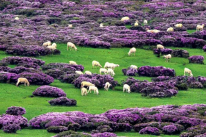【五一节索玛花3日游2期】与花同行的假期，阳光下的蓝花楹遇上谷克德的索玛花！