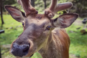 【五一节喇叭河-1日至4日天天发团】川西版奈良公园，一步一景逗趣野生动物。（适合亲子和家庭休闲出游）