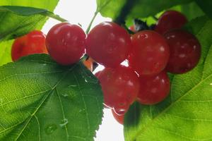 【4月27日-樱桃采摘】徒步踏青樱桃山官帽山，采摘“抿甜”的樱桃，品农家土味美食！