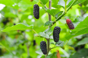 【5月2日-彭州采摘桑葚+挖土豆】摘桑葚+挖土豆+养蜜蜂，轻徒葛仙山，人少好玩的独家线路！