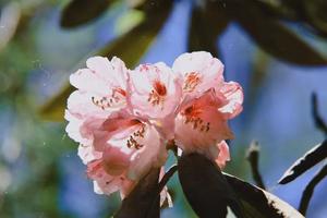 【5月12日-卧龙杜鹃花】徒步登高老牛场，摄影美丽的高山杜鹃花，邂逅青草、蓝天、白云、雪山、原始森林！