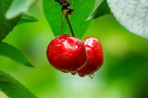 【5月25日新线-通化车厘子+禹王宫】采摘又大又红的min甜车厘子，轻徒原生态风景区汶山寨石纽山，参观禹王宫！