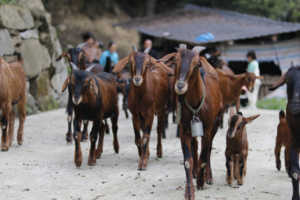 【5月26日-青城后山大熊猫自然保护区】挖土豆+溯溪抓螃蟹+放山羊+喂兔子，原始森林农业体验，找寻最纯粹的快乐！