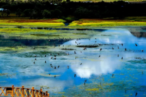 【端午节-若尔盖3日游】摄影青青大草原若尔盖，坐看草低现牛羊，打卡九曲黄河第一湾！