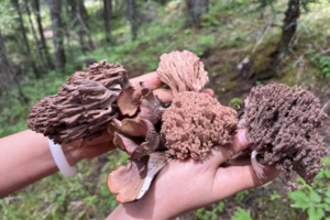 【端午节-象雄扎嘎露营2日游】采蘑菇自由，以奢侈、轻松、有趣的方式露营，遇见云海、星空、日出、高山草甸、雪山！