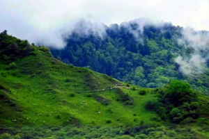 【6月9日-云中岭青青草原】青青草原、原始森林、蓝天、白云、云海、牛群、羊群、马群同框，美得如童话世界！
