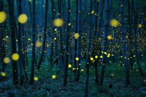 【6月8日-南宝山萤火虫】走进奇妙而美丽的童话世界，观看萤火虫照亮的美丽山谷！