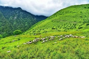 【6月15日-小塔公草原的魅力夏天】青青草原，翠叠原始森林，云海、蓝天、白云、牛群、羊群、马群同框，美得如童话世界！