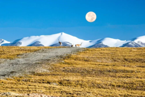 【暑期可可西里-8天7晚】探索苍茫大西北，穿越可可西里，赴一场狂野西北视觉盛宴！