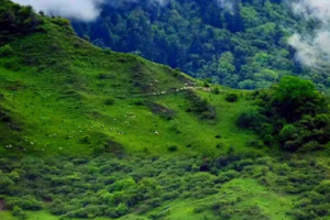 【6月23日-云中岭青青大草原第二期】青青草原、原始森林、蓝天、白云、云海、牛群、羊群、马群同框，美得如童话世界！