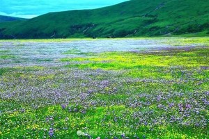 【俄木塘花海2日游】美丽的草原花海，浪漫的星空露营之旅！