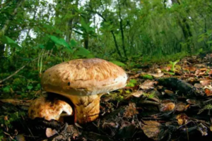 【7月6日至7月7日-理小路】川版阿勒泰，四川自己的独库，野菌自由，360°雪山环绕绝美公路！