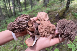 【象雄扎嘎采蘑菇2日游】 体验采蘑菇，轻奢露营，星空、花海、篝火晚宴之旅！