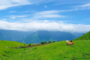 【9月7日青年团特惠-拉拉虎】美丽的小众秘境，青青草原、原始森林、云海、蓝天白云、牛群羊群马群同框，美得如童话世界！