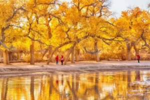 【国庆额济纳旗的金秋美景7.5日游9.30晚-10.7】金秋盛典，额济纳最美时节，金秋胡杨林的一片温柔意！