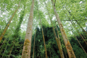 【9月16日特惠-小鱼洞穿越虹口】挑战成都周边最经典穿越路线，洗肺青幽静原始森林，摄影最美水杉林！