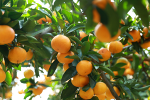 【10月13日特惠-葛仙山小环线蜜桔采摘】一起去葛仙山摘果果，摄影千年银杏，小环线洗肺轻徒！