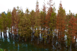 【绿步成都11月9日-白鹭湾水杉林】摄影最美水杉林，从幸福梅林穿越至白鹭湾！