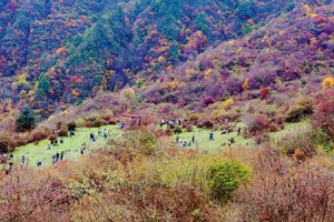 【11月9日特惠-老鸦山油画世界】隐藏在深山里的彩林秘境，漫山黄杉，牛羊成群，人少风景好的登山线路！