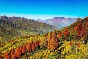 【11月16日单身主题-金凤山】崇州唯美彩林秘境曝光了，初冬的美丽童话正在上演！