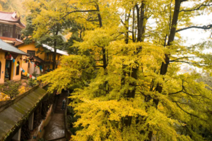 【12月7日特惠-九子银杏】观赏千年古寺的金黄色初冬，品尝千年古镇的土味美食！
