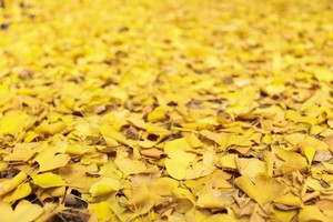 【12月7日特惠推广-葛仙山穿越白鹿镇】初冬的经典穿越路线，初级特种兵，一路银杏、黄杉、彩林、溶洞、野果等美景相伴！