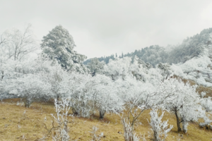 【12月15日单身主题-云中岭雾凇】金黄色的卧龙大草原，云海翻腾的连绵山岭，或美丽雾凇，或银装素裹的雪景！