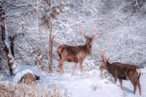 【周六周天发团-冰雪喇叭河一日游】四川的奈良公园，冬天冰雪秘境！