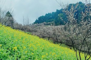 【2月9日68元推广-赏乌梅花挖野葱】成都小林芝盛花期，摄影雁鹅坪八公里乌梅花，挖野葱赏油菜花！