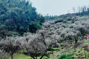 【2月16日68元特惠-赏乌梅花挖野葱】成都小林芝盛花期，摄影雁鹅坪八公里乌梅花，挖野葱赏油菜花！