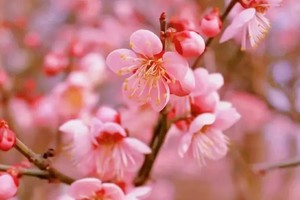 【2月23日68元特惠-黑虎岗乌梅花】二月赏花踏青，挖野葱，西岭雪山山脉黑虎岗千亩乌梅花已经美丽地绽放！