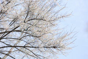 【3月1日单身青年-成都经典花海穿越】春风十里，乌梅花+菜子花+李子花苞已绽放，从鹤鸣山穿越至大坪山顶！