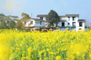 【3月2日68元特惠-五星村油菜花+十里梅林】不容错过的春日花海，成都“小婺源”的视觉盛宴，美丽的田园油画世界！